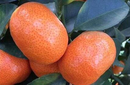 果蔬農(nóng)藥殘留檢測(cè)儀 果蔬農(nóng)藥殘留檢測(cè)儀