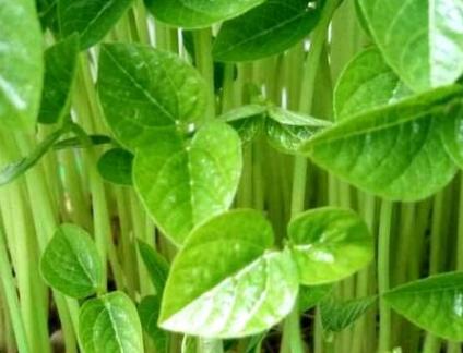 食品安全檢測儀 食品安全檢測儀