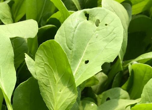 果蔬農殘檢測儀 果蔬農殘檢測儀