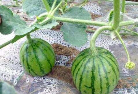 農(nóng)殘快速檢測(cè)儀 農(nóng)殘快速檢測(cè)儀