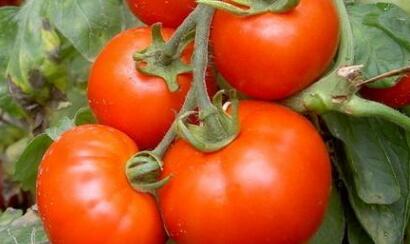 農(nóng)殘快速檢測(cè)儀 農(nóng)殘快速檢測(cè)儀