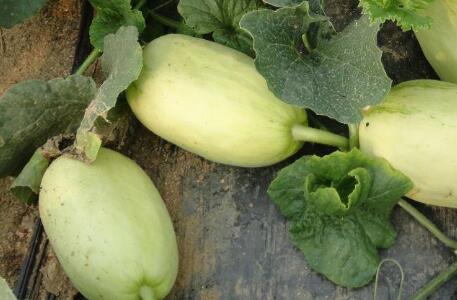 食品安全快速測定儀 食品安全快速測定儀