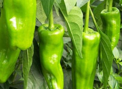 農(nóng)殘快速檢測(cè)儀 農(nóng)殘快速檢測(cè)儀