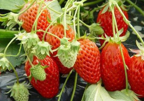 農(nóng)藥殘留檢測(cè)儀 農(nóng)藥殘留檢測(cè)儀