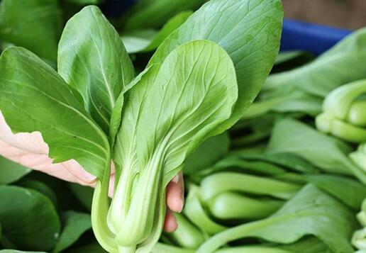 農(nóng)殘快速檢測儀 農(nóng)殘快速檢測儀