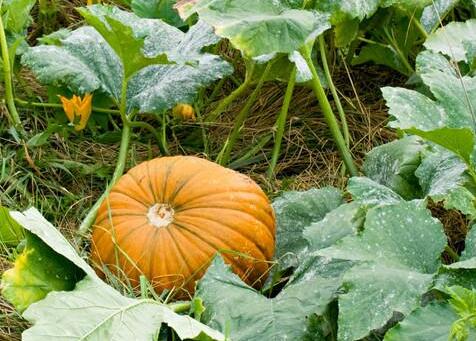 農(nóng)藥殘留速測儀 農(nóng)藥殘留速測儀