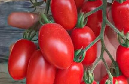 農(nóng)藥殘留速測儀 農(nóng)藥殘留速測儀