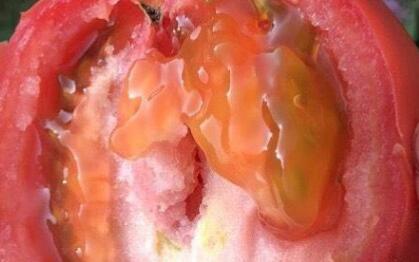 農(nóng)藥殘留檢測儀 農(nóng)藥殘留檢測儀