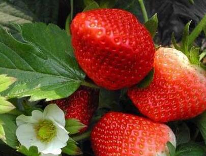 農(nóng)藥殘留檢測(cè)儀 農(nóng)藥殘留檢測(cè)儀