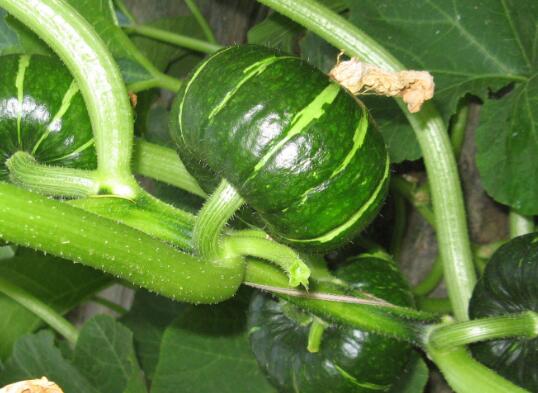 農(nóng)藥殘留速測儀 農(nóng)藥殘留速測儀