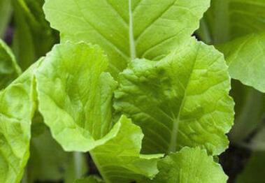 農(nóng)藥殘留速測儀 農(nóng)藥殘留速測儀