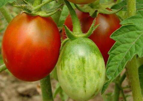 便攜式農(nóng)殘檢測(cè)儀 便攜式農(nóng)殘檢測(cè)儀