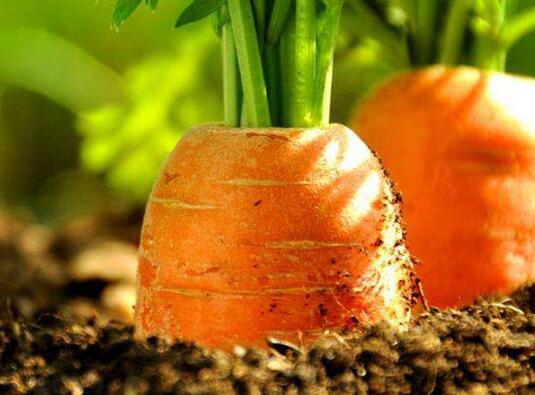 果蔬農(nóng)殘檢測(cè)儀 果蔬農(nóng)殘檢測(cè)儀